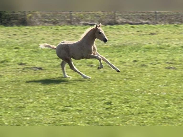 Pony tedesco Stallone Puledri (03/2026) Palomino in Achim