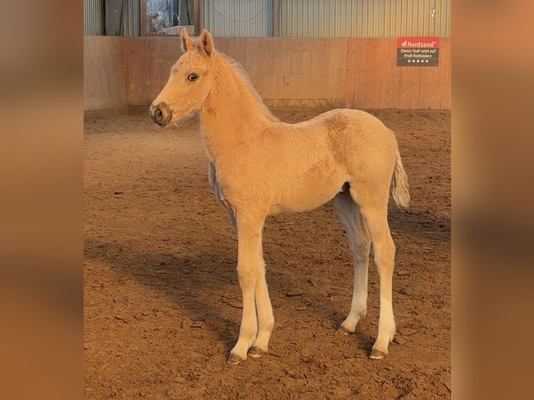 Pony tedesco Stallone Puledri (03/2026) Palomino in Achim