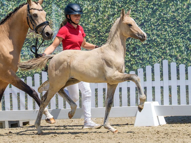 Pony tedesco Stallone Puledri (04/2026) Palomino in Mnster-Handorf