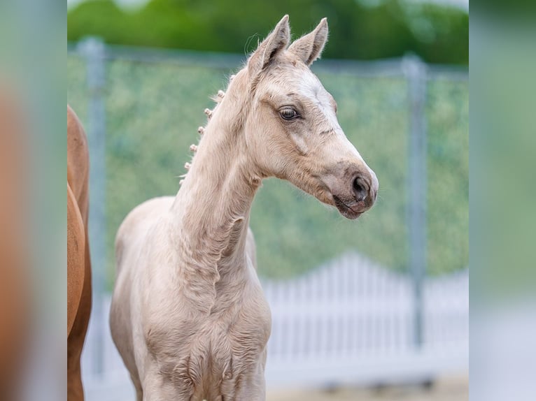 Pony tedesco Stallone Puledri (03/2026) Palomino in Mnster-Handorf