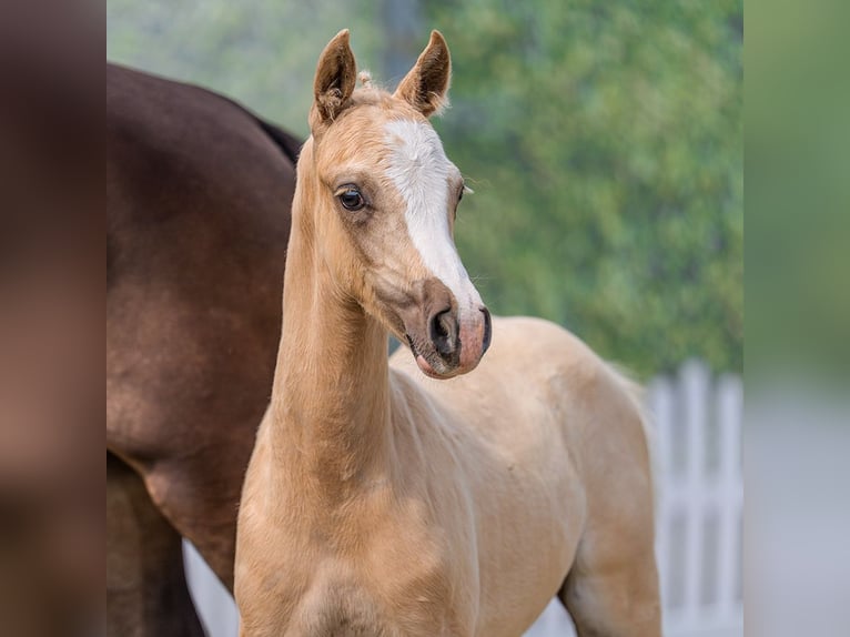 Pony tedesco Stallone Puledri (04/2026) Palomino in Mnster-Handorf