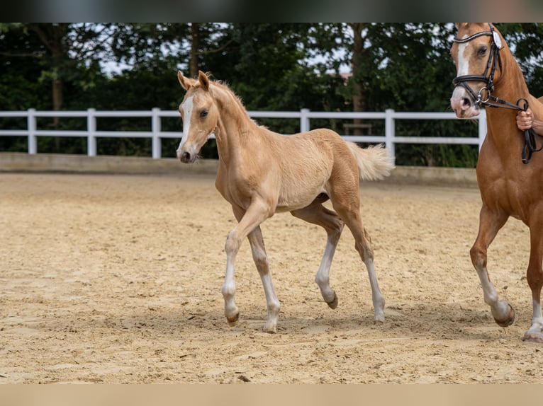Pony tedesco Stallone Puledri (04/2026) Palomino in Ahaus