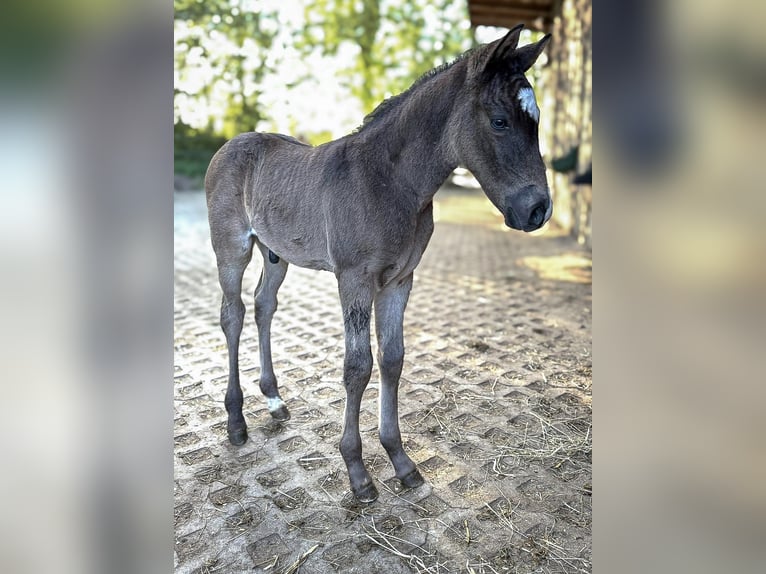 Pony tedesco Stallone  Pelle di daino in Ampfing