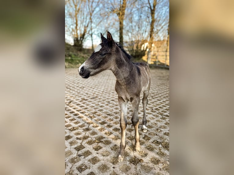 Pony tedesco Stallone  Pelle di daino in Ampfing