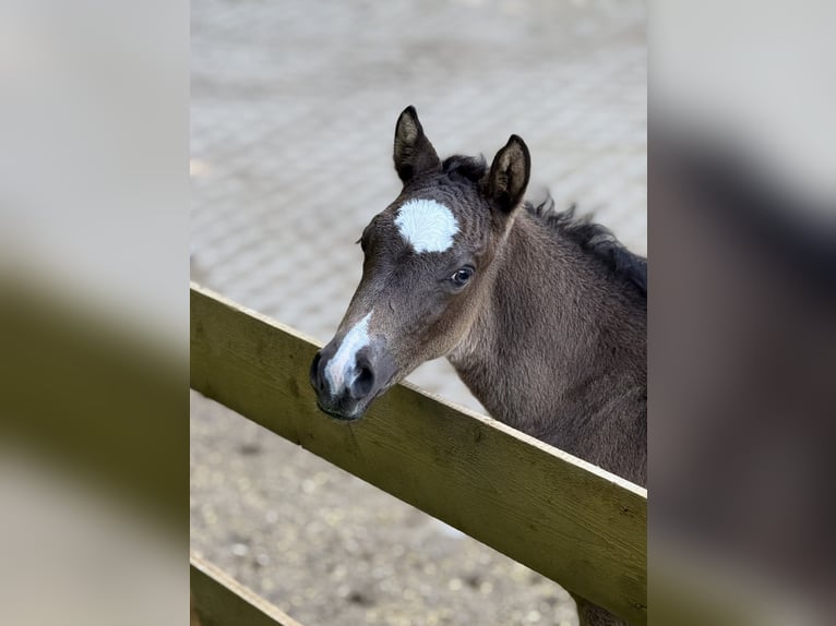 Pony tedesco Stallone  Pelle di daino in Ampfing