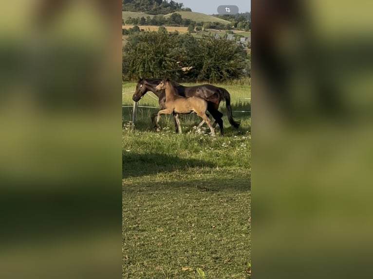 Pony tedesco Stallone Puledri (06/2025) Pelle di daino in AlheimAlheim