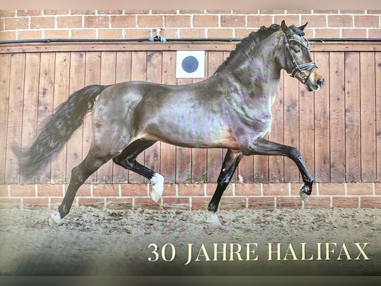 Pony tedesco Stallone Puledri (06/2025) Pelle di daino in AlheimAlheim