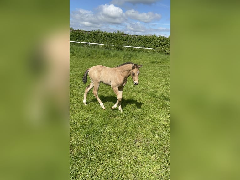 Pony tedesco Stallone Puledri (04/2026) Pelle di daino in Könnern
