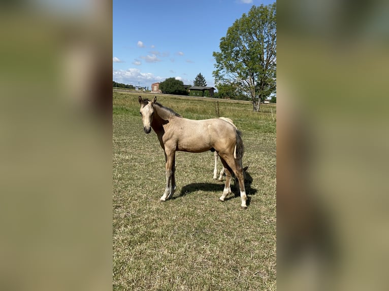 Pony tedesco Stallone Puledri (04/2026) Pelle di daino in Könnern