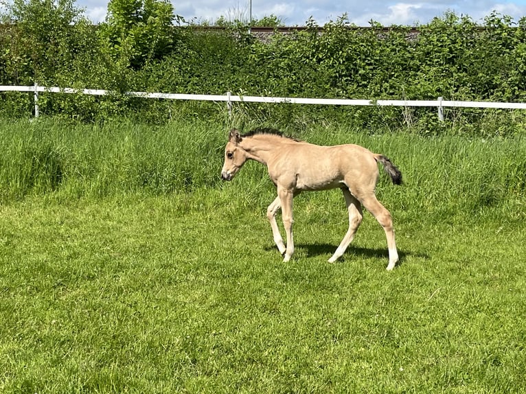 Pony tedesco Stallone Puledri (04/2026) Pelle di daino in Könnern