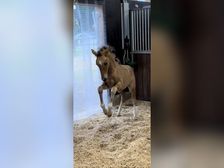 Pony tedesco Stallone  Pelle di daino in Hochdonn