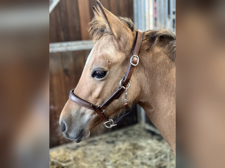 Pony tedesco Stallone  Pelle di daino in Hochdonn