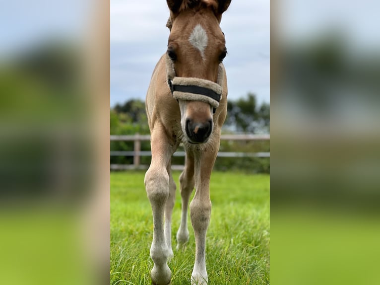 Pony tedesco Stallone  Pelle di daino in Hochdonn