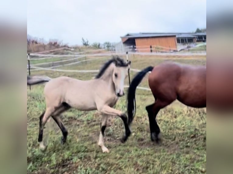 Pony tedesco Stallone  Pelle di daino in Pitten