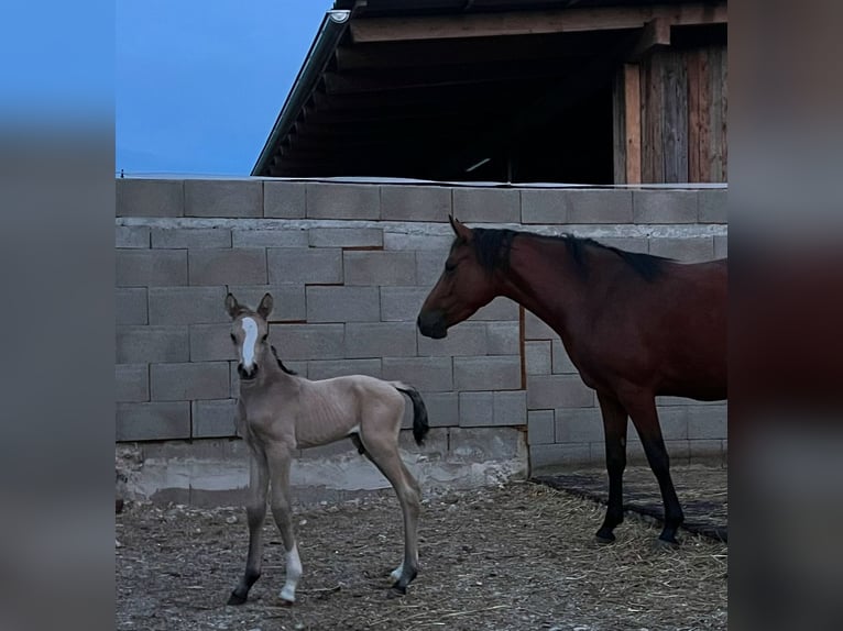 Pony tedesco Stallone  Pelle di daino in Pitten