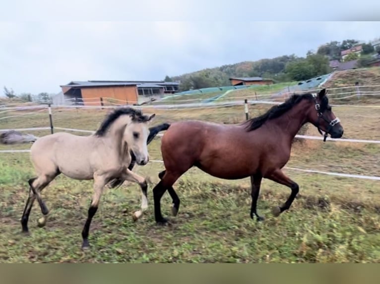 Pony tedesco Stallone  Pelle di daino in Pitten