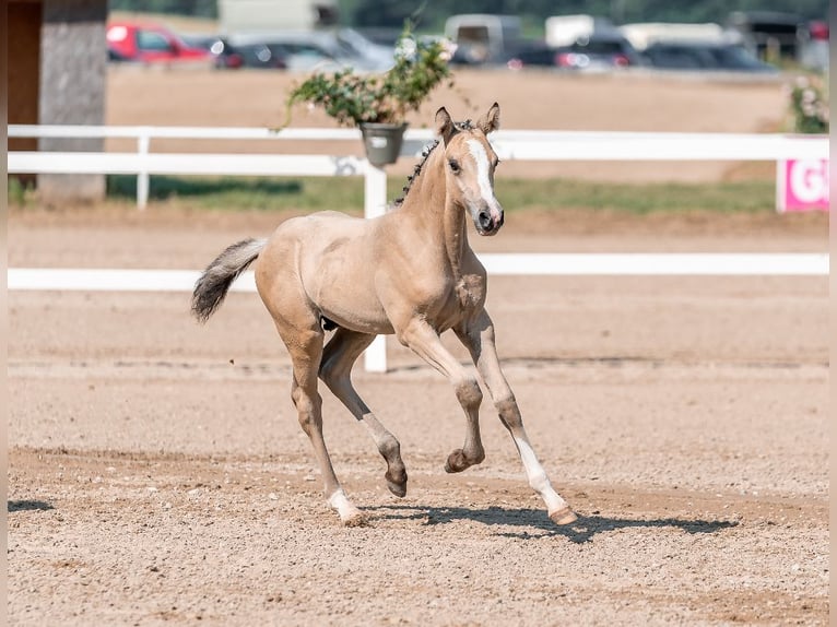 Pony tedesco Stallone  Pelle di daino in Pitten