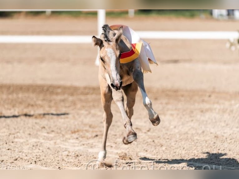 Pony tedesco Stallone  Pelle di daino in Pitten