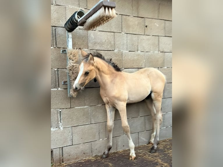 Pony tedesco Stallone  Pelle di daino in Pitten