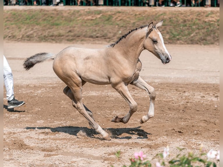 Pony tedesco Stallone  Pelle di daino in Pitten