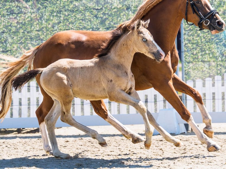 Pony tedesco Stallone Puledri (05/2026) Pelle di daino in Mnster-Handorf