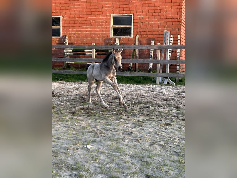 Pony tedesco Stallone Puledri
 (03/2024) Pelle di daino in Wettringen