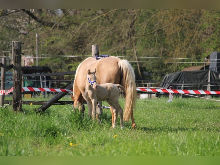 Pony tedesco Stallone Puledri (04/2026) Perlino in Castrop-Rauxel