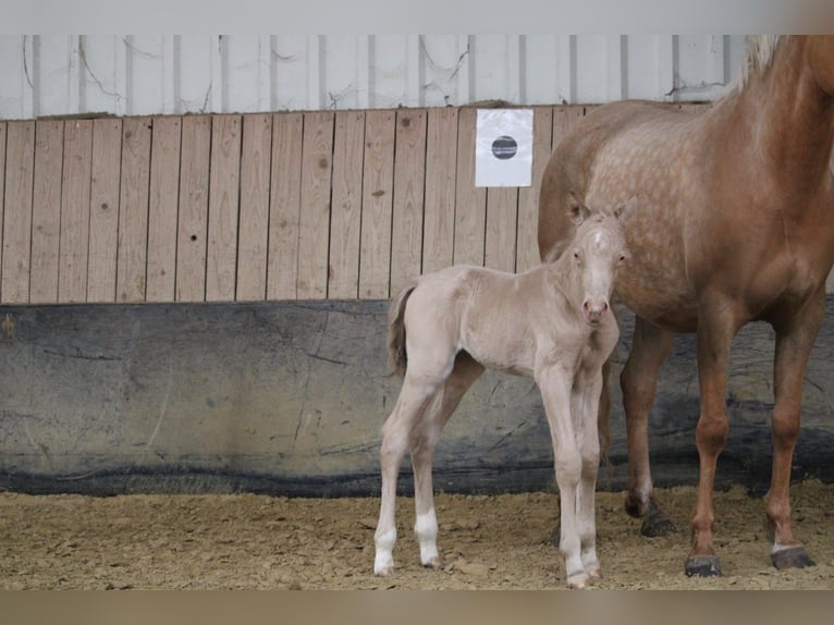 Pony tedesco Stallone Puledri (04/2026) Perlino in Castrop-Rauxel