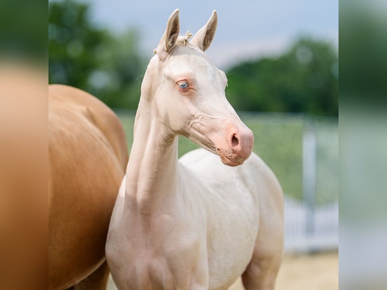 Pony tedesco Stallone Puledri (04/2026) Perlino in Mnster-Handorf