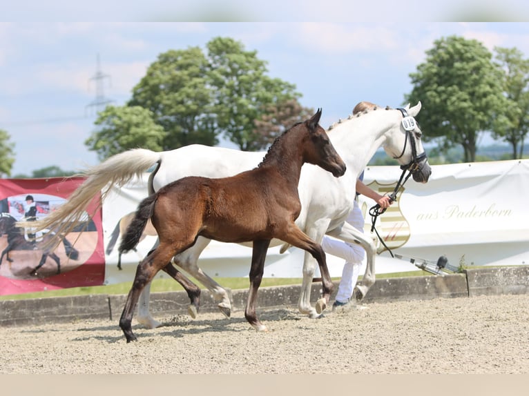 Pony tedesco Stallone Puledri
 (04/2024) Può diventare grigio in Delbrück