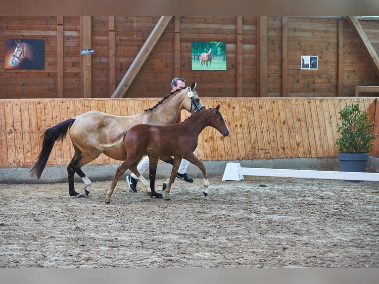 Pony tedesco Stallone Puledri (04/2026) Sauro in Bensheim