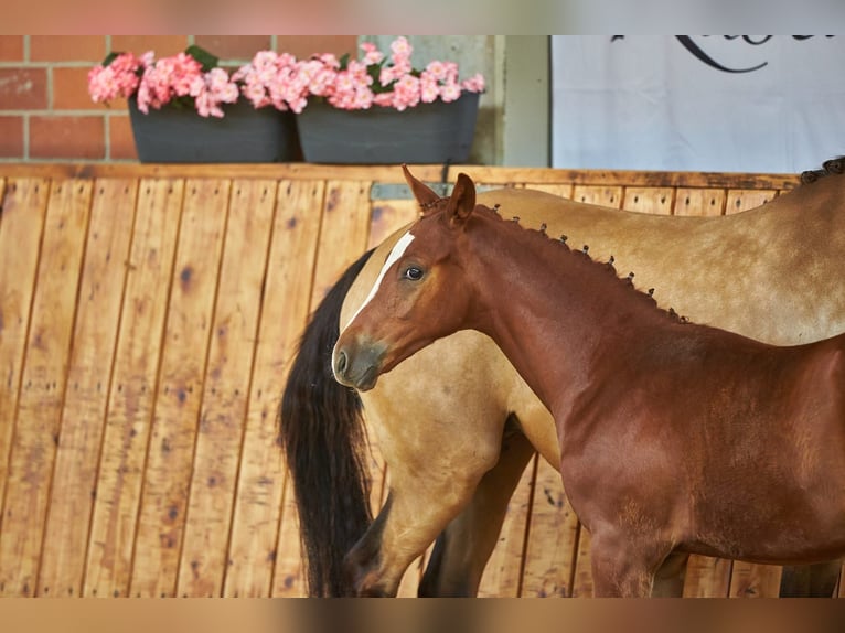 Pony tedesco Stallone Puledri (04/2026) Sauro in Bensheim