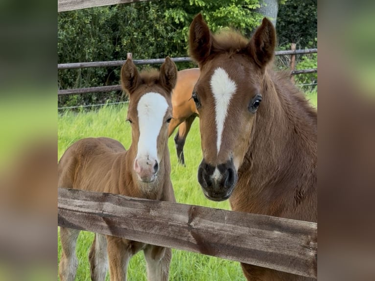 Pony tedesco Stallone Puledri (04/2026) Sauro in WuppertalWuppertal