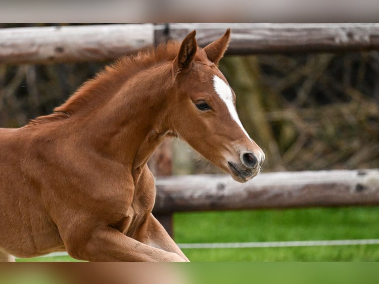 Pony tedesco Stallone Puledri (04/2026) Sauro in WuppertalWuppertal