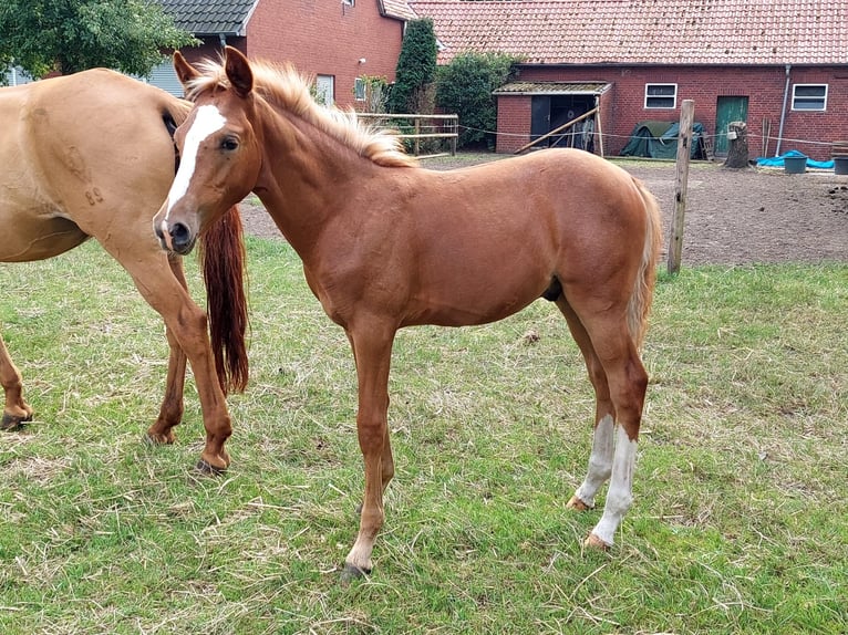 Pony tedesco Stallone Puledri
 (04/2024) Sauro in Stadtlohn