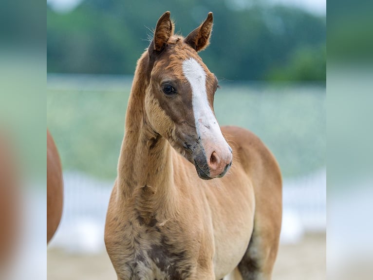 Pony tedesco Stallone Puledri (04/2026) Sauro in Mnster-Handorf