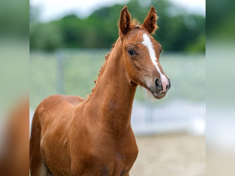 Pony tedesco Stallone Puledri (05/2026) Sauro in Mnster-Handorf