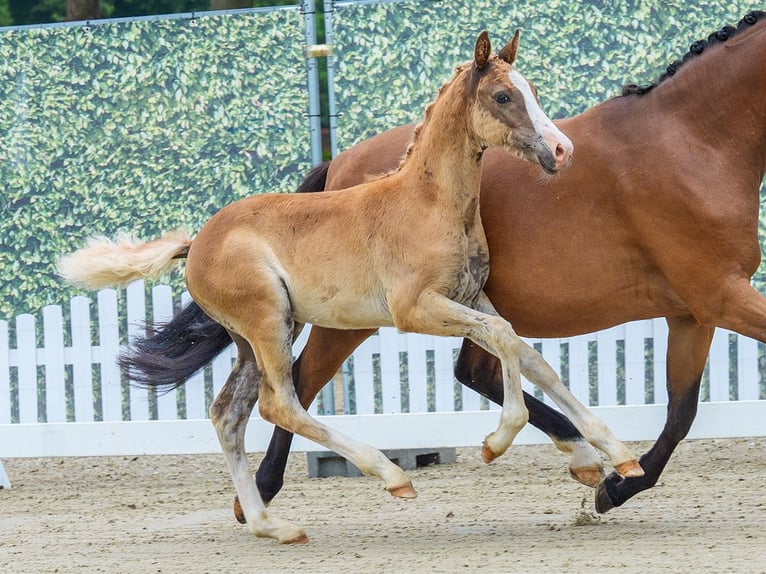 Pony tedesco Stallone Puledri (04/2026) Sauro in Mnster-Handorf