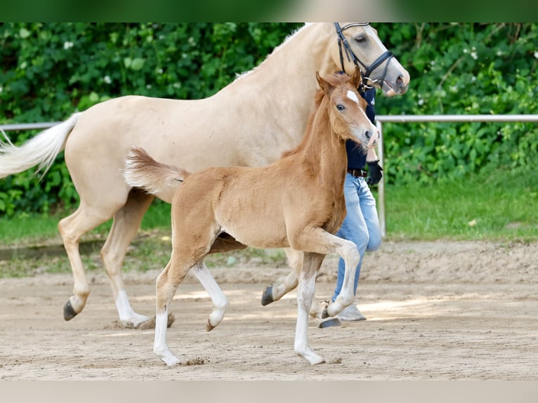 Pony tedesco Stallone Puledri (04/2026) Sauro in Sgel