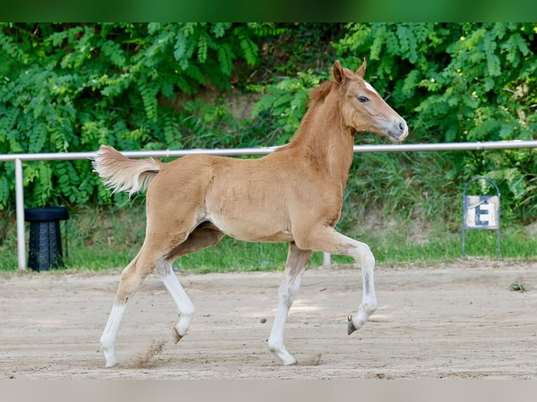 Pony tedesco Stallone Puledri (04/2026) Sauro in Sgel