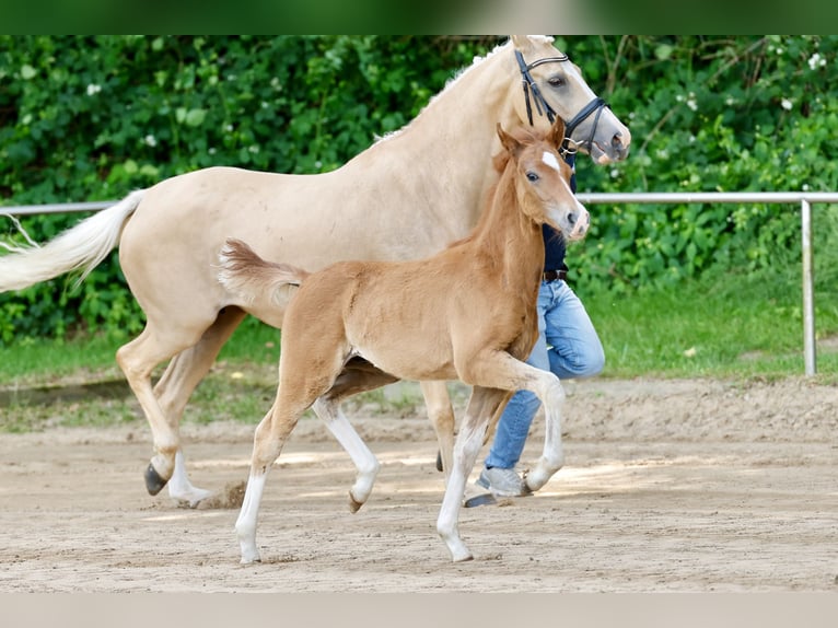 Pony tedesco Stallone Puledri (04/2026) Sauro in Sgel