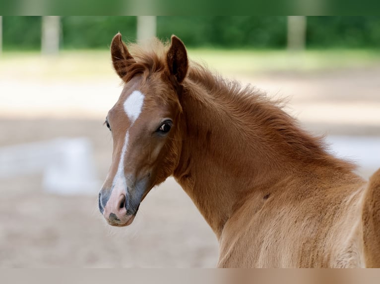 Pony tedesco Stallone Puledri (04/2026) Sauro in Sgel