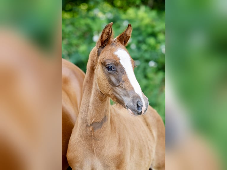 Pony tedesco Stallone Puledri (04/2026) Sauro in Varel