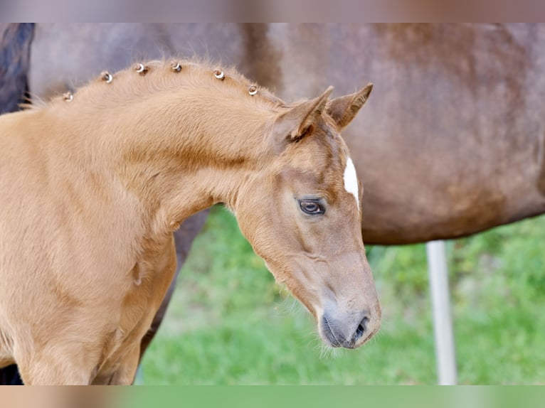 Pony tedesco Stallone Puledri (04/2026) Sauro in Vechta