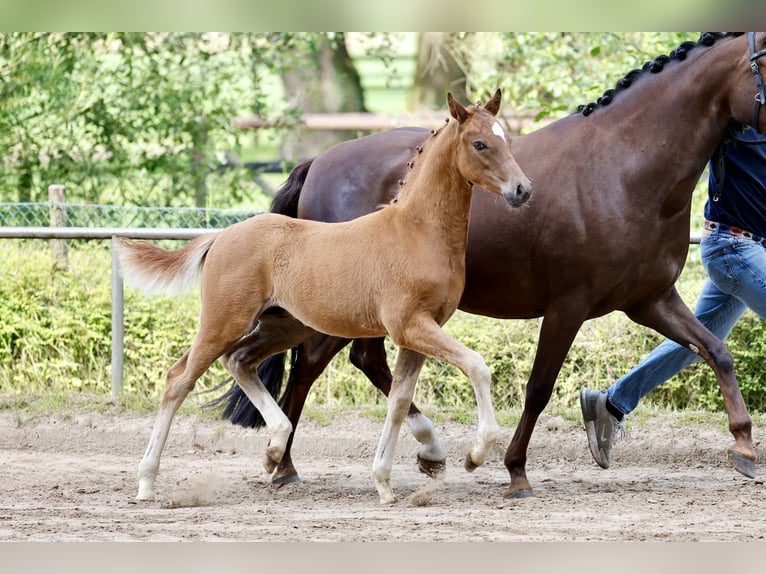 Pony tedesco Stallone Puledri (04/2026) Sauro in Vechta