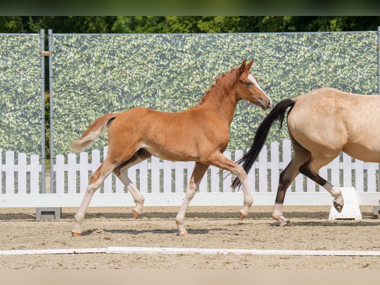 Pony tedesco Stallone Puledri (05/2025) Sauro in Witten