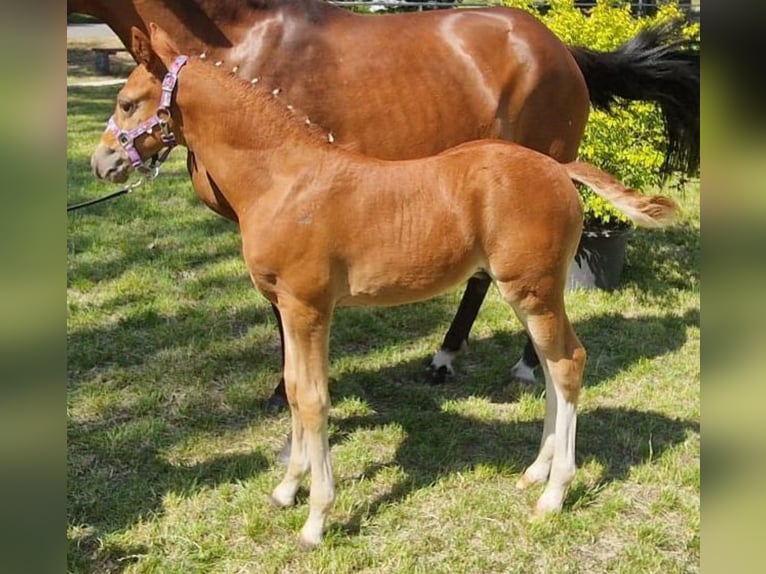 Pony tedesco Stallone Puledri (05/2026) Sauro in Milower Land