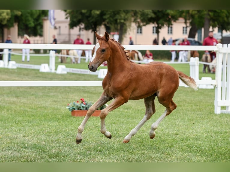 Pony tedesco Stallone Puledri (05/2026) Sauro in Milower Land