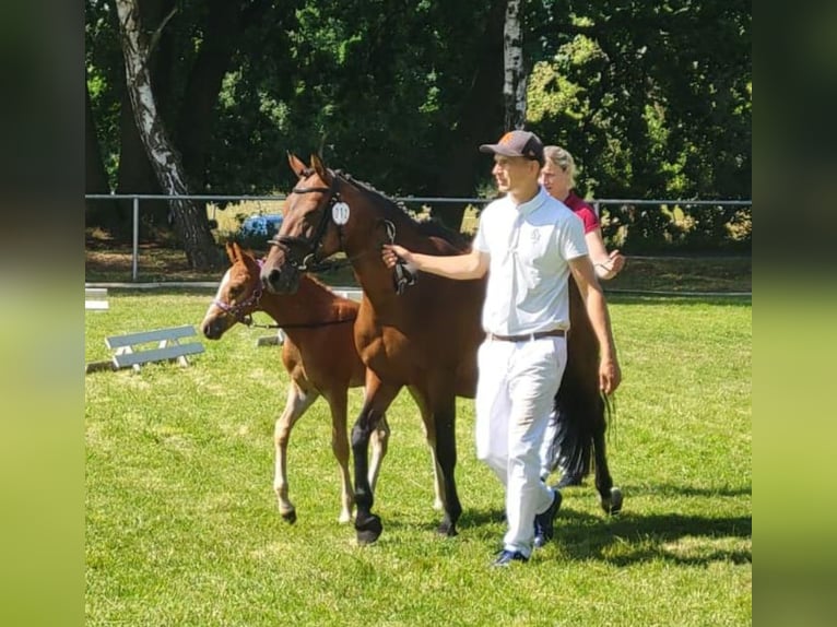 Pony tedesco Stallone Puledri (05/2026) Sauro in Milower Land