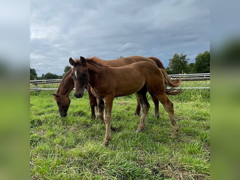 Pony tedesco Stallone Puledri
 (04/2024) Sauro scuro in Bienenbüttel